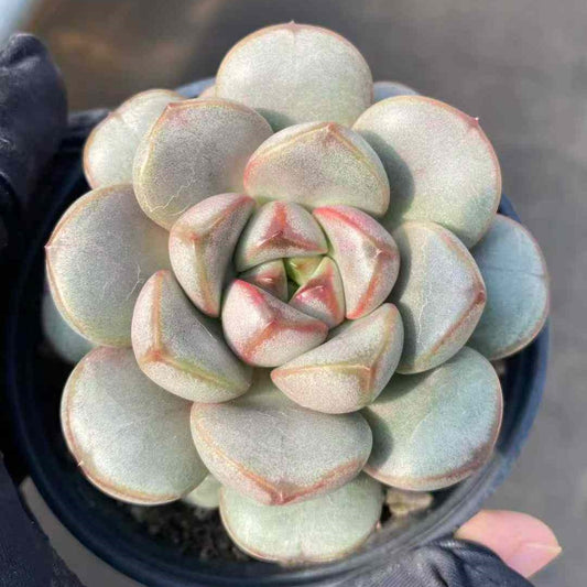 9284 アメトルム