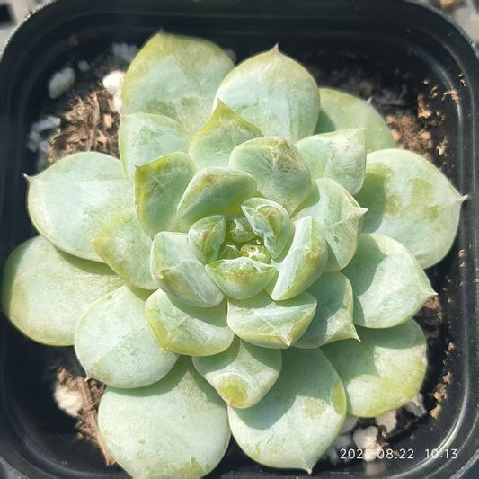 LYC157 アイス（6.5cm pot）