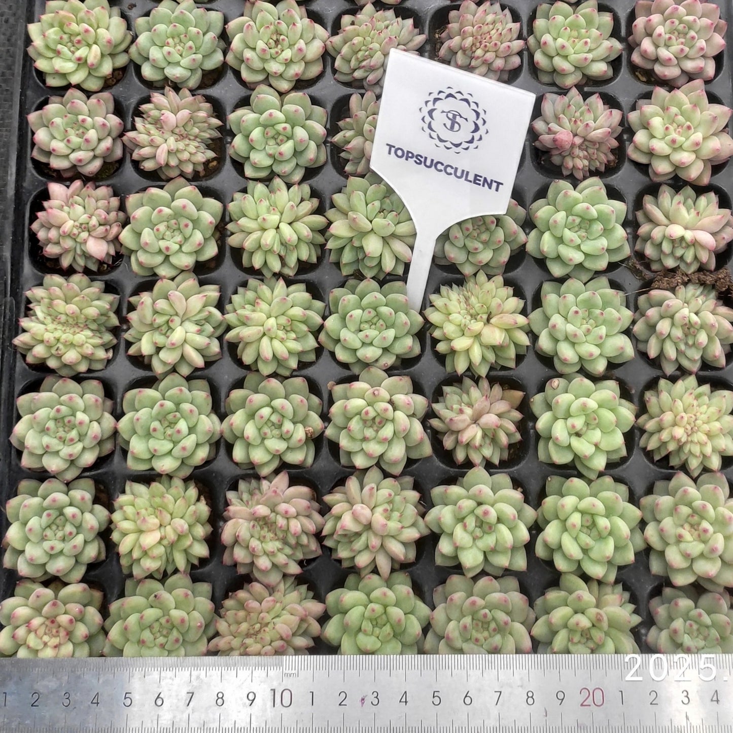 22142  ルージ　バットン（3cm pot）（ポット苗）