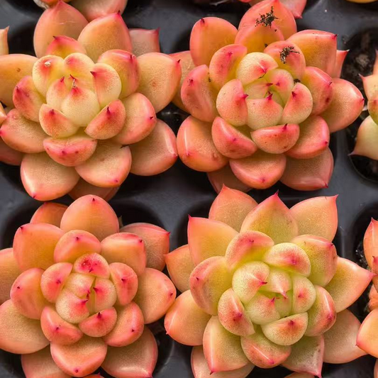 23495 クリアスカイジェニー（3cm pot）