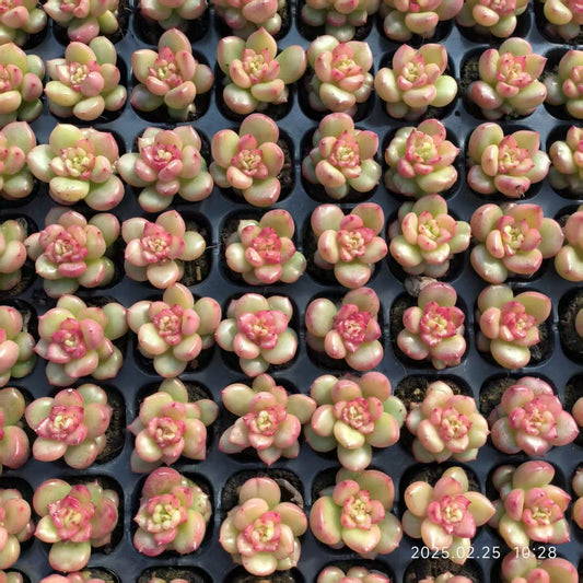 XS977 アップルフラワー（3cm pot)