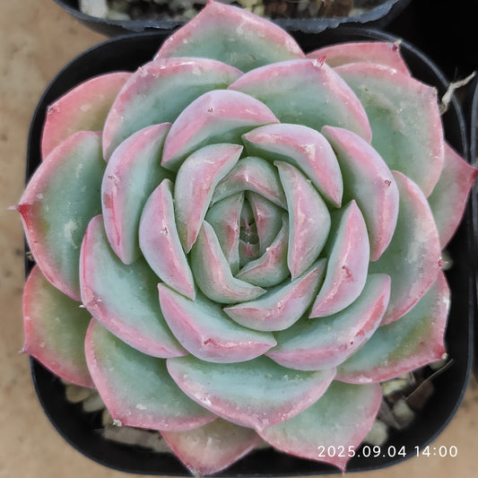MMY1108 シルエット（6.3cm pot）