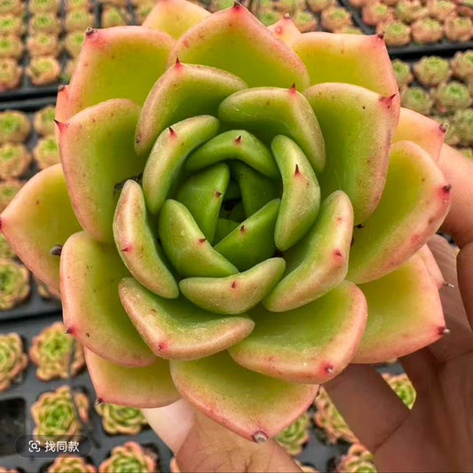 QNY142 レモン　サマー（7cm pot）