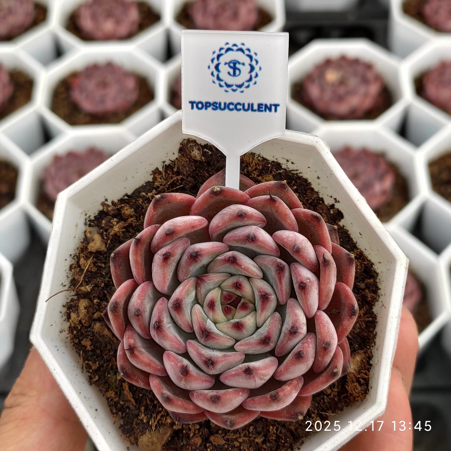 23756 チワワエンシスHyb