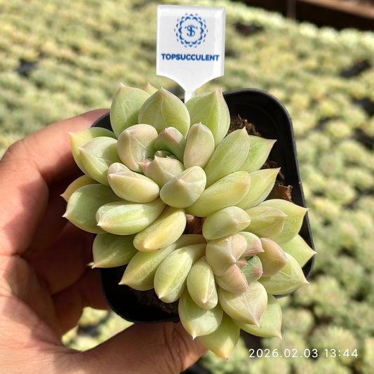 25658 ライム ビューティー