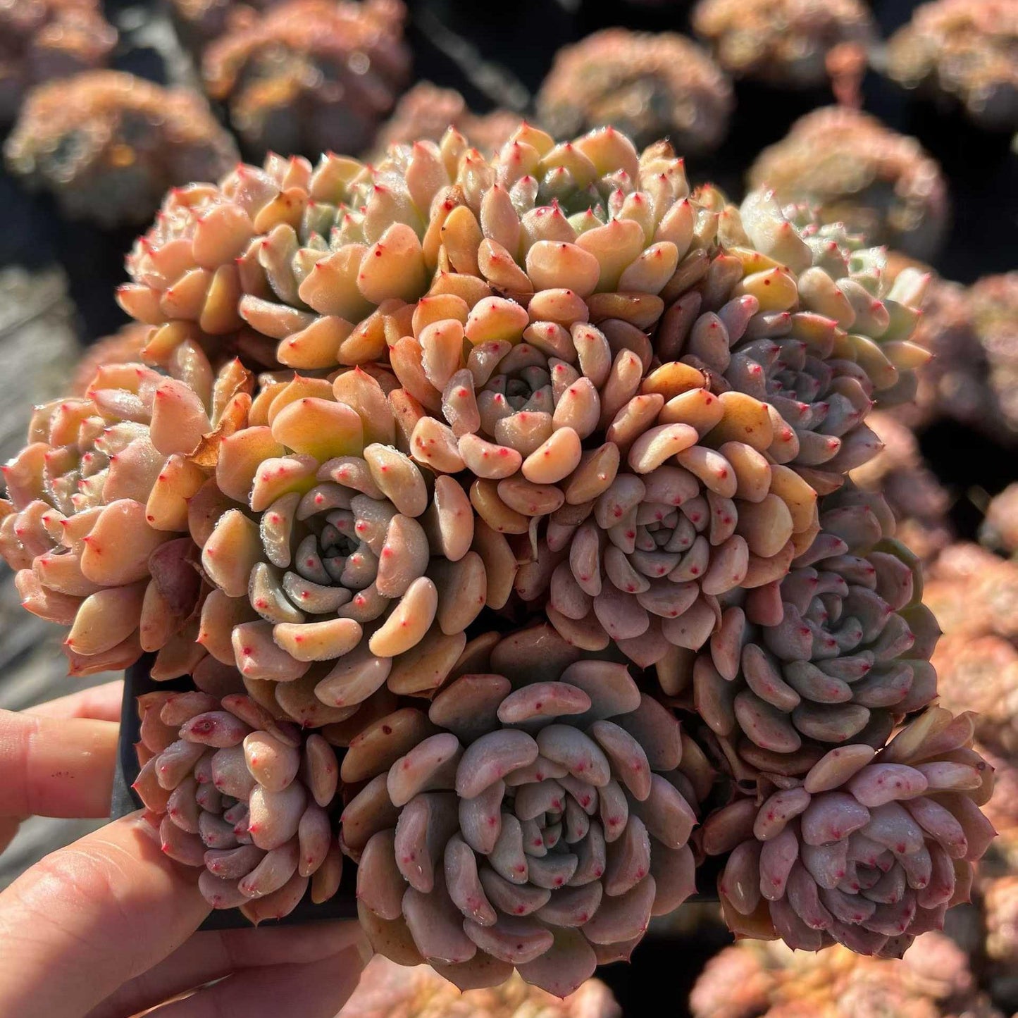 25272 マッチメーカー