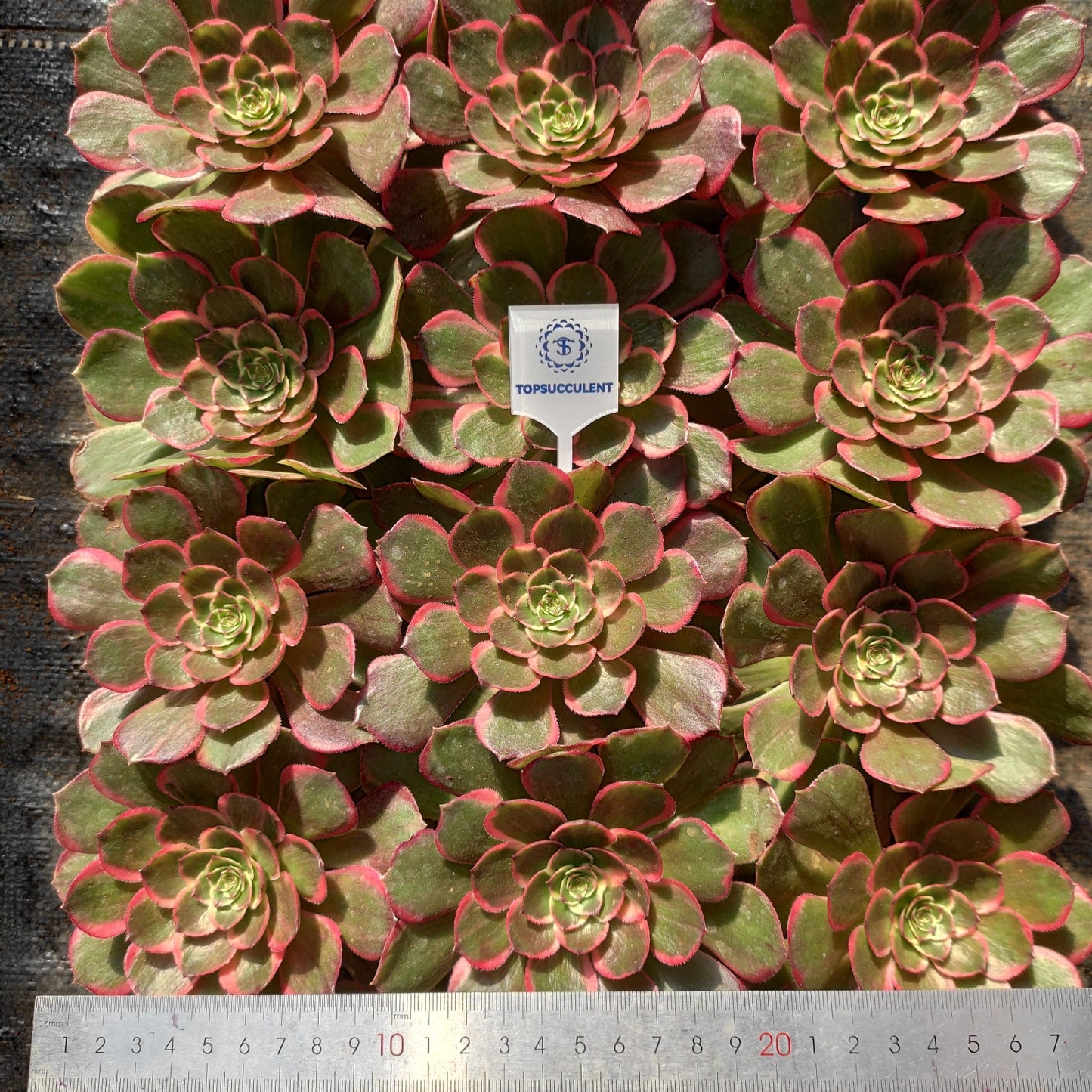 20286 バンクェット