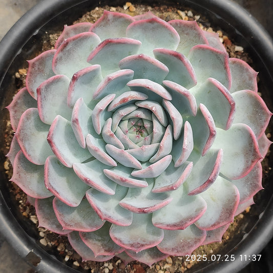 NGN770 コーローラッターHyb（18cm pot）