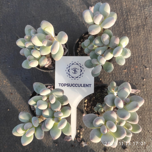 22496  アップル（5.5cm pot）