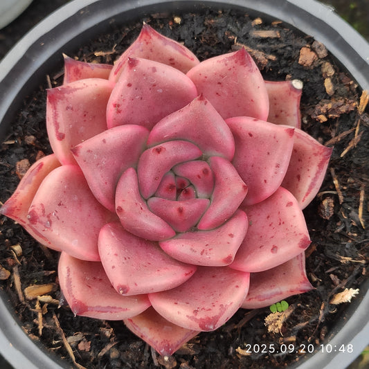 DQ129 ブラッドロメオ（12cm pot）