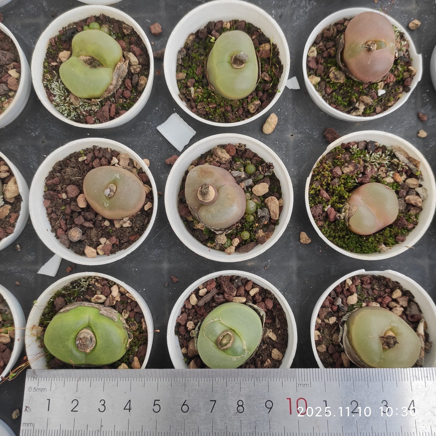 21104 マウガニ一（5cm pot）