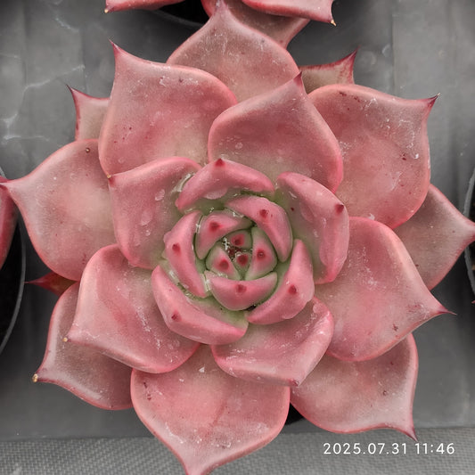 MMT630 ロメオ（9cm pot）