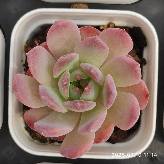 HG069 アメイジング　グレース x セアラーハイム（7cm pot）