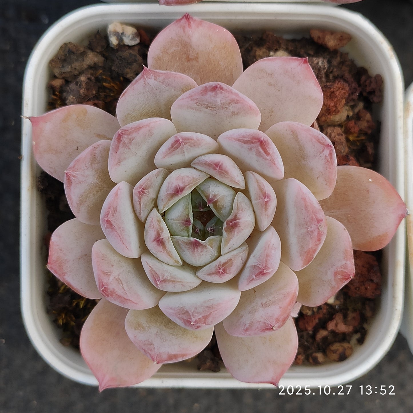 HG135 アイス　スピリットHyb（7cm pot）