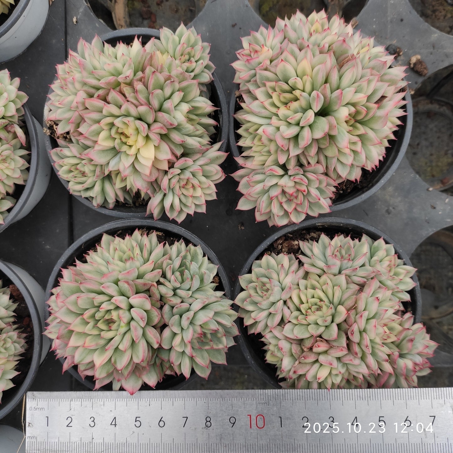 21662 女雛錦（9cm pot）