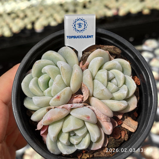 25655 アイス　グリーン