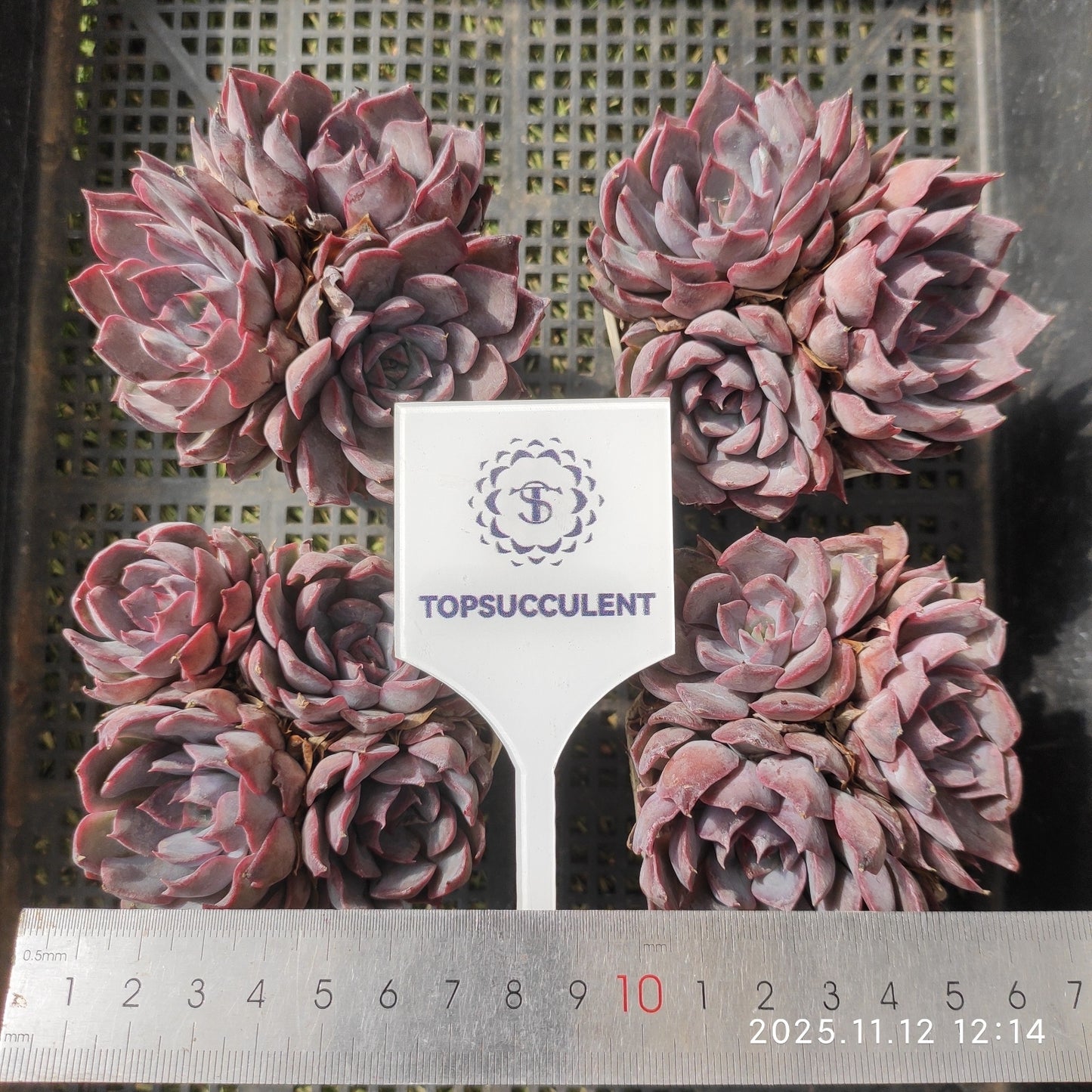 22515  ダークアイス（7cm pot）