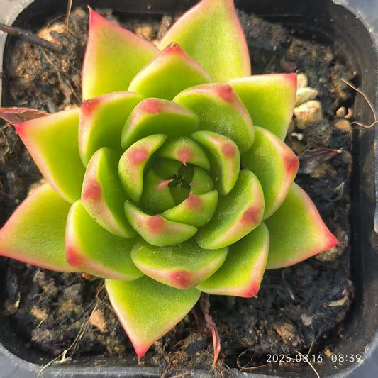 LG790 赤龍（6.5cm pot）