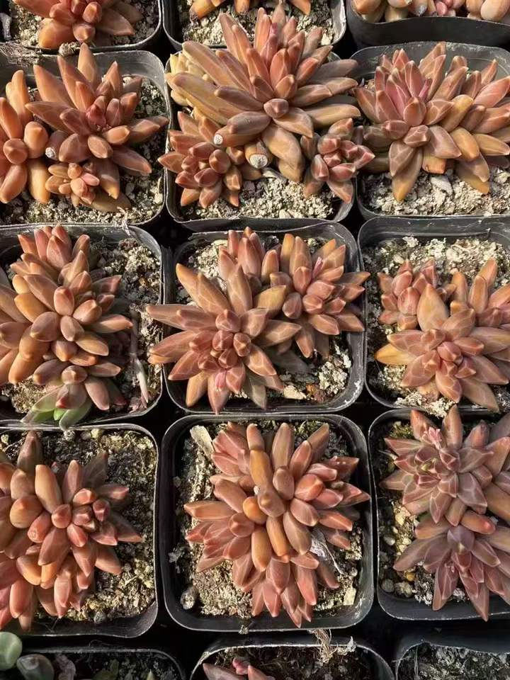 262581 アラカラー