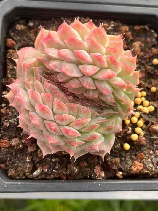 360663 クイーンオブピーチ綴化