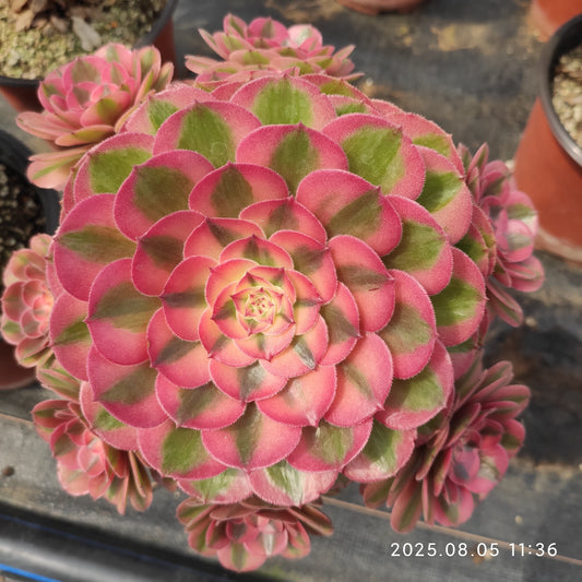 LXX009 アエオニウム ライチー（18cm pot）