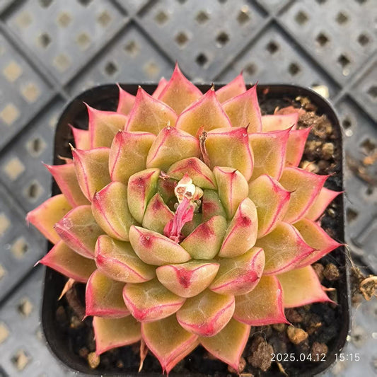 LG771 パープルストレンジ(6.5cm pot)