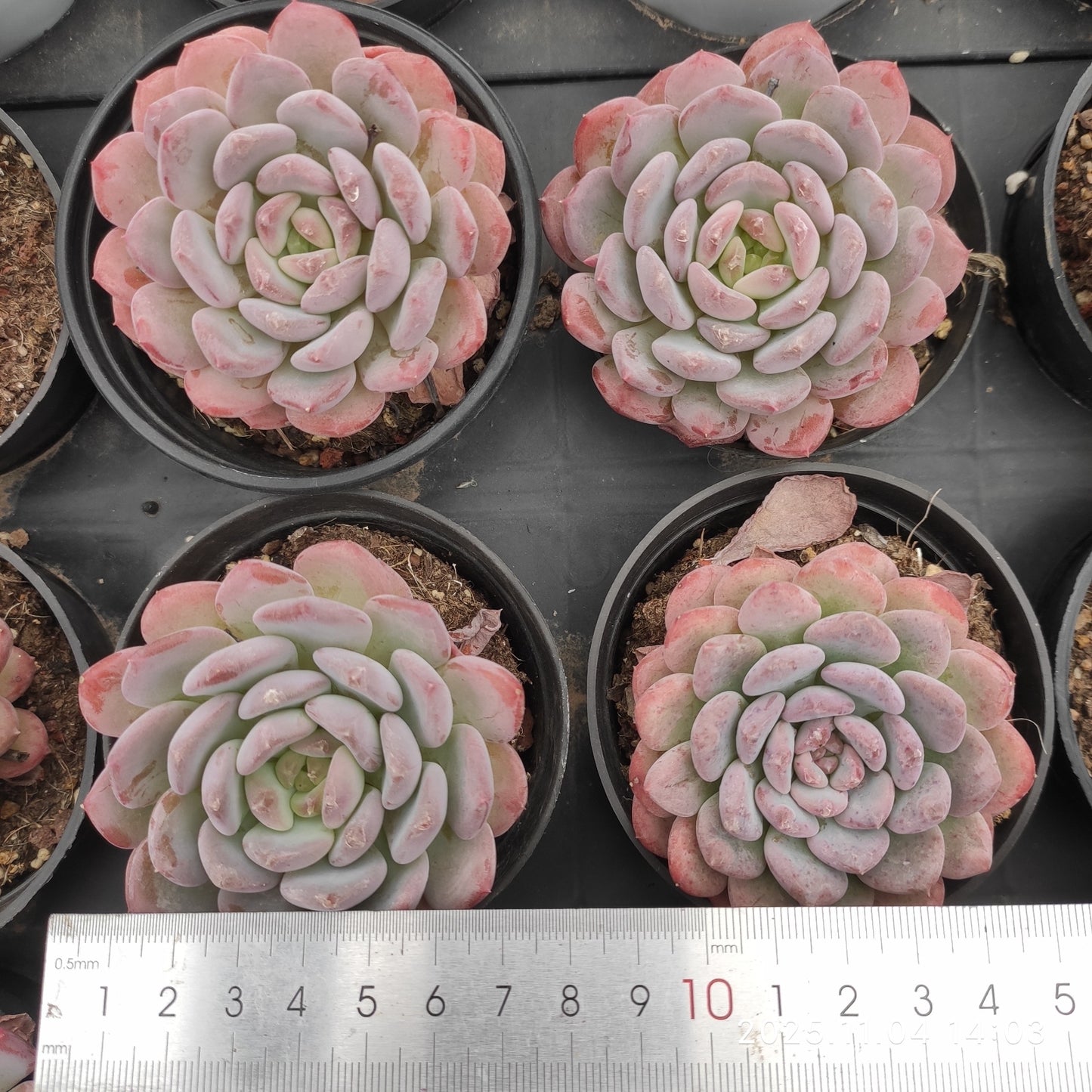 18917 ピンクジェニー（9cm pot）