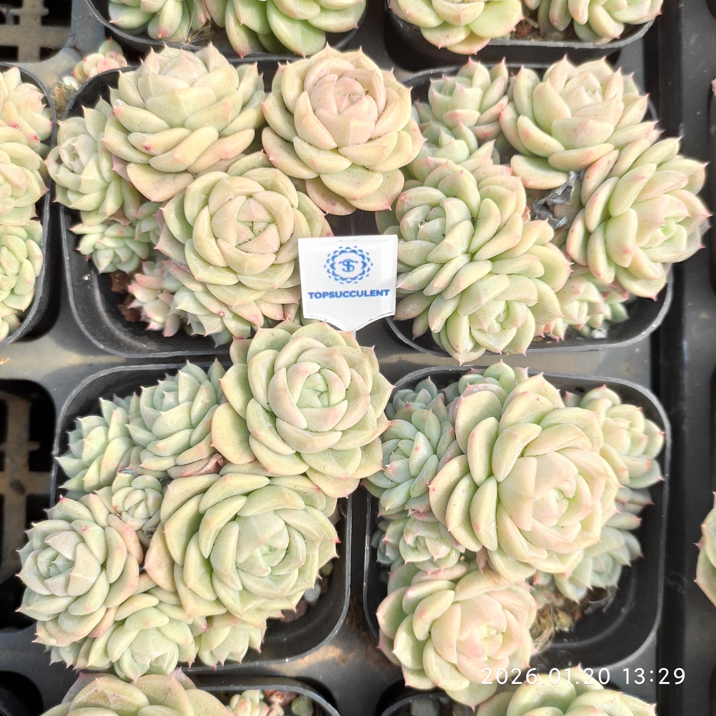 24883 アンバーヴェール