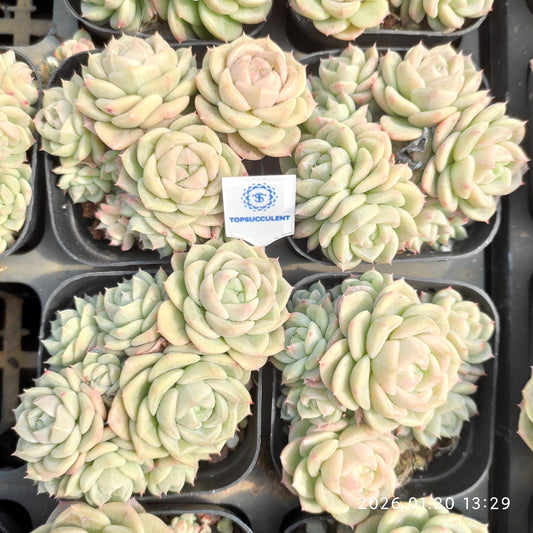 24883 アンバーヴェール