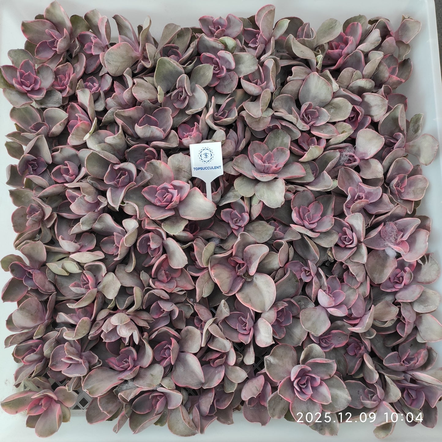 220748 ウエストレインボー（カット苗）