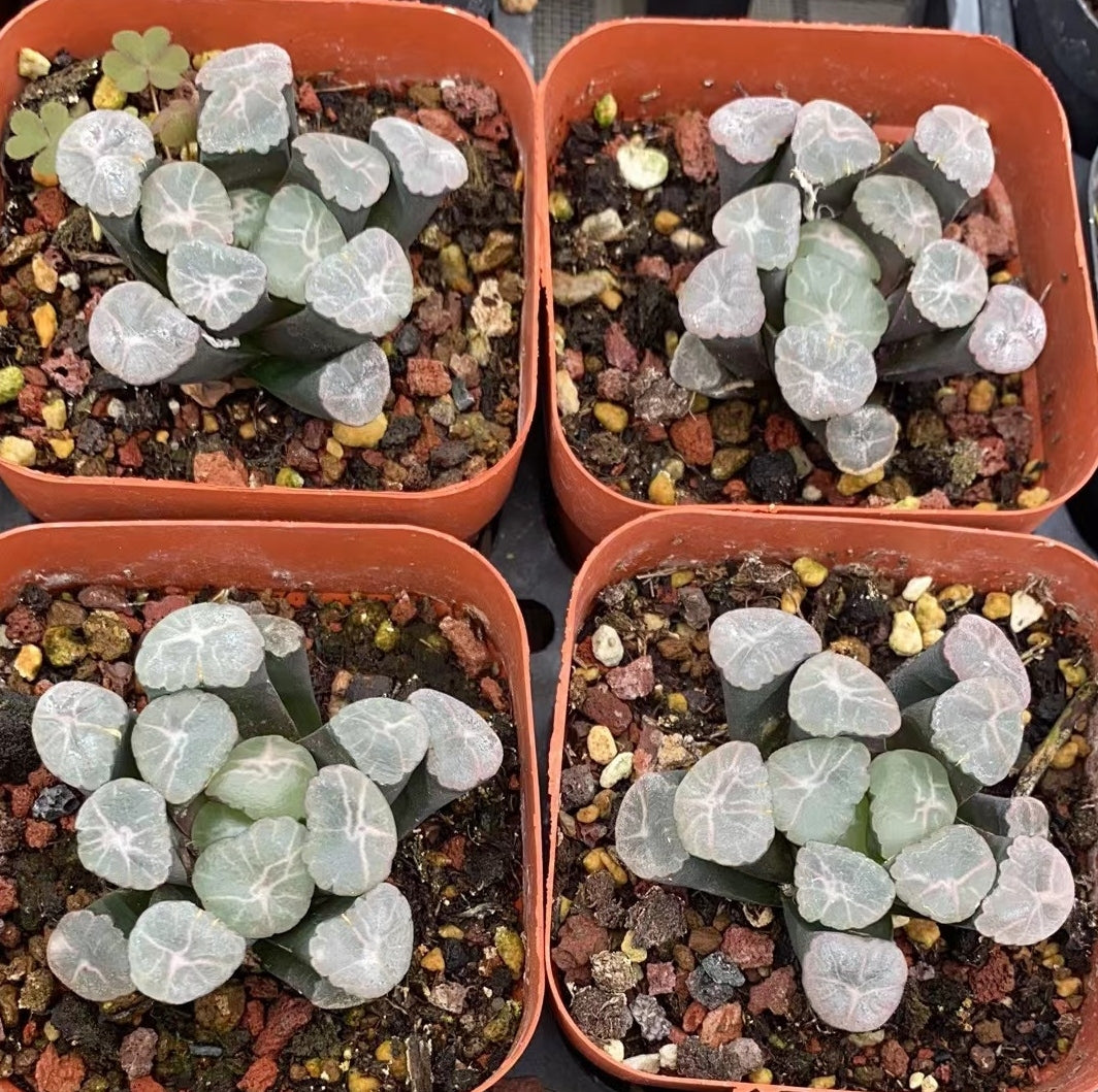 CS107 春星八ルシ (7cm pot)