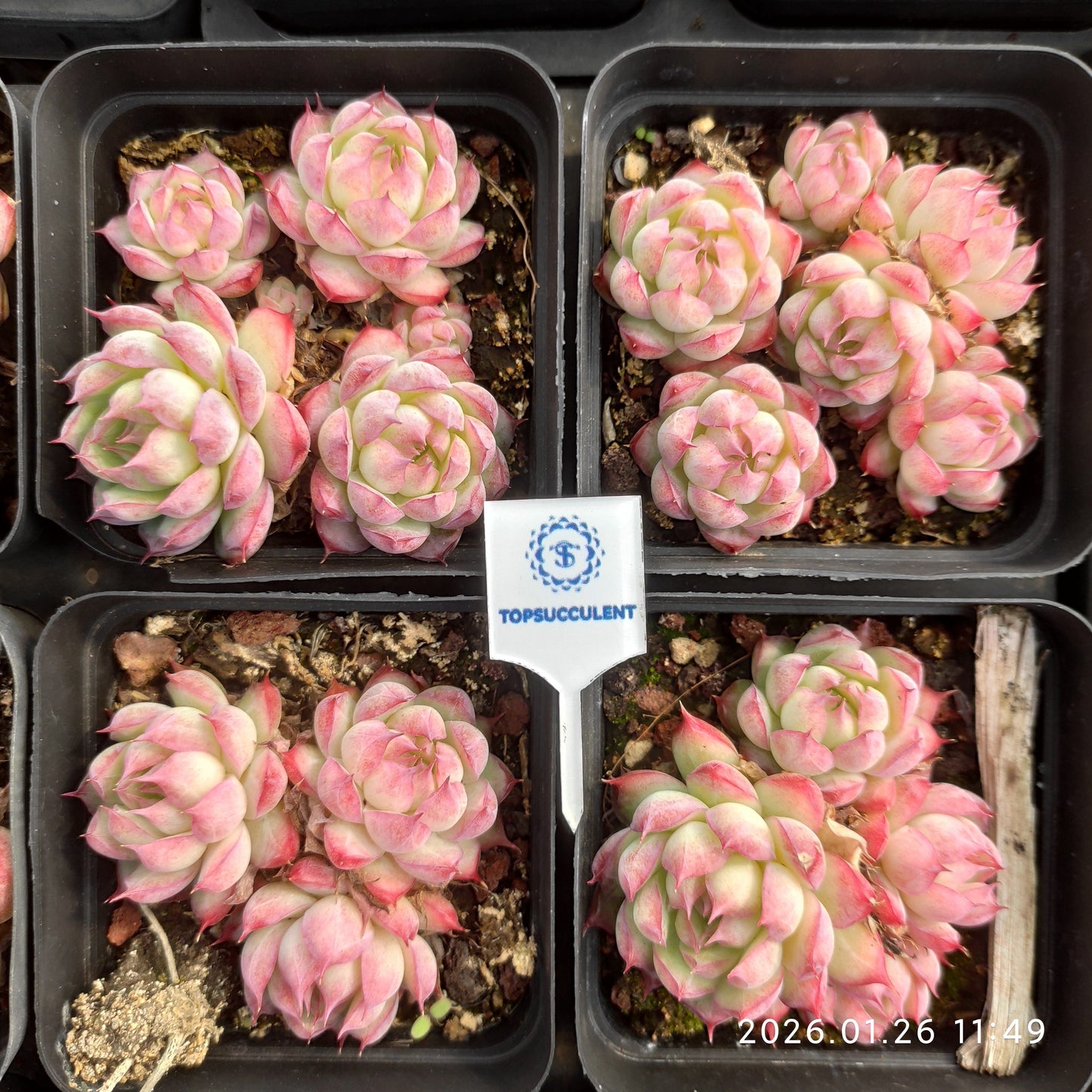 25550 ローズ クイーン