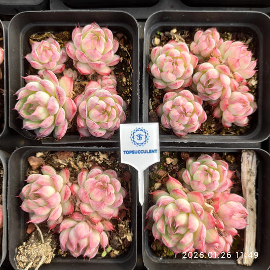 25550 ローズ クイーン