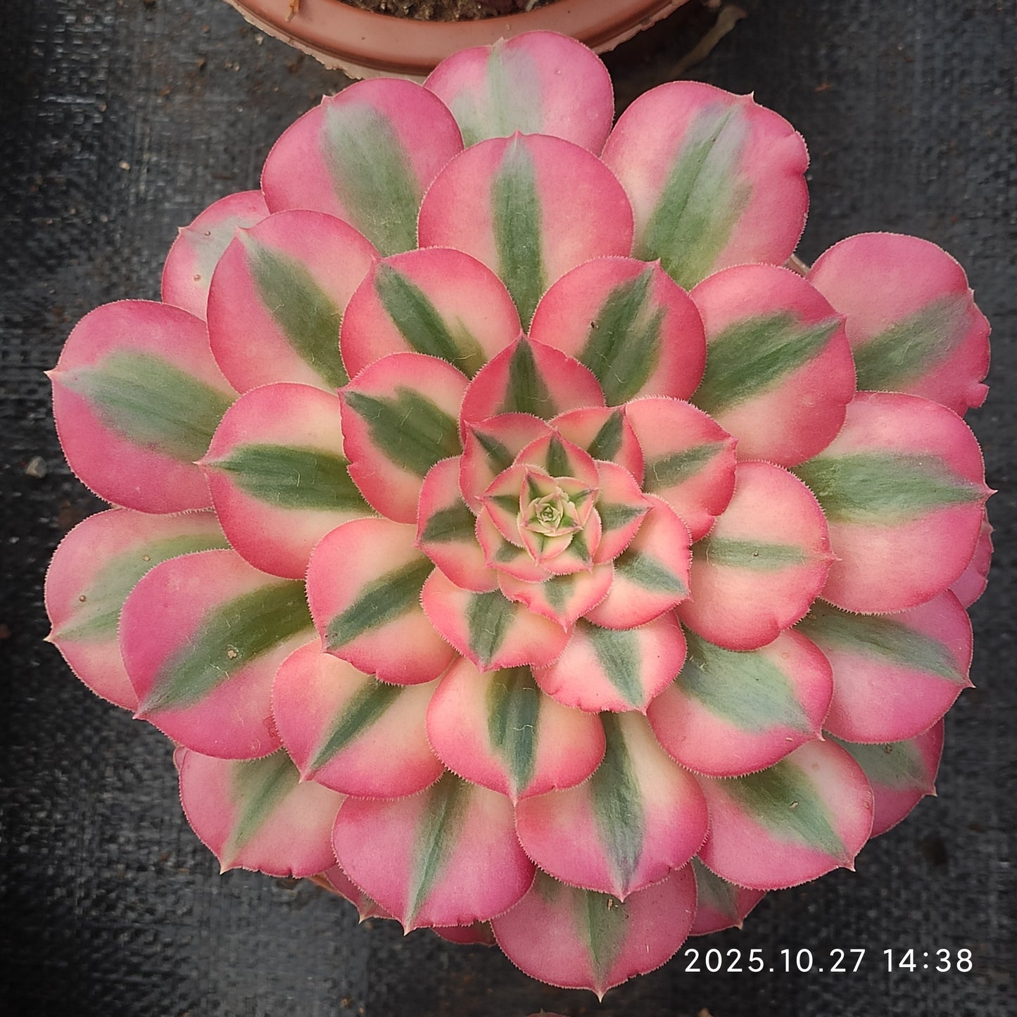 LB072 アエオニウム　ウィッチ（21cm pot）