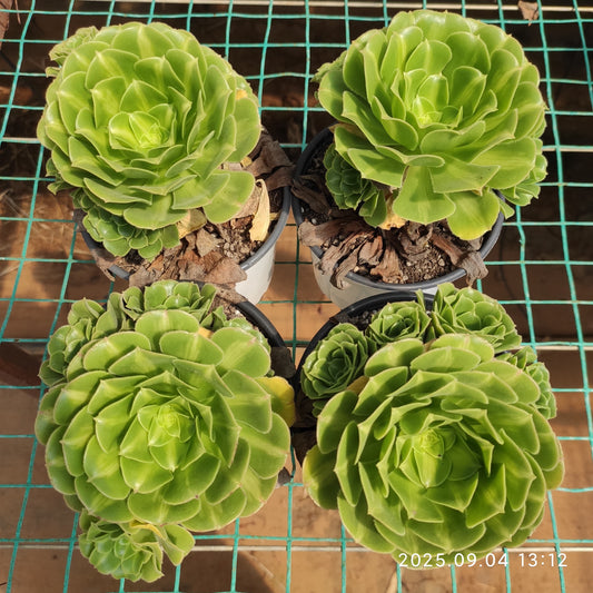 MMY1230 ジェーダイト　カロッド　グレーズ（12.5cm pot）