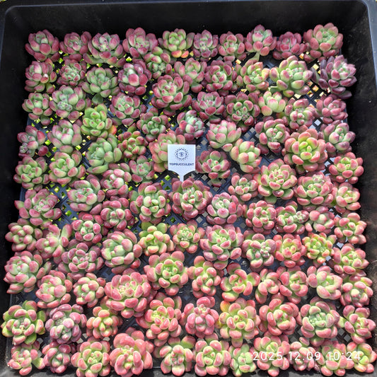 220752 パーフェクト　フェアリー（カット苗）