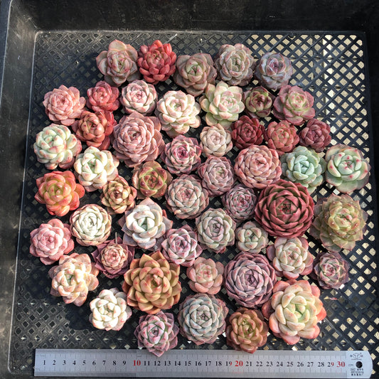 22048 ミックス苗 24