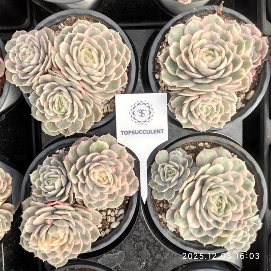 23146 オンスロー錦（12cm pot）