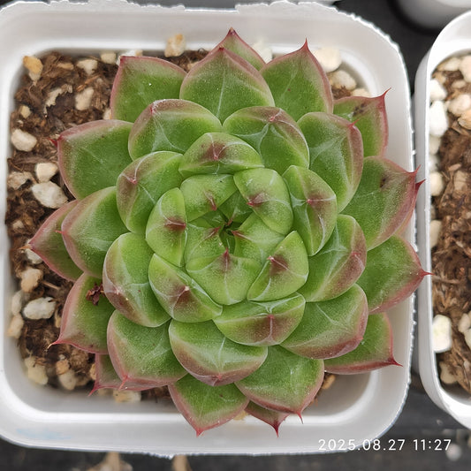 XQ1416 ムーン　ラヴァー（7cm pot）
