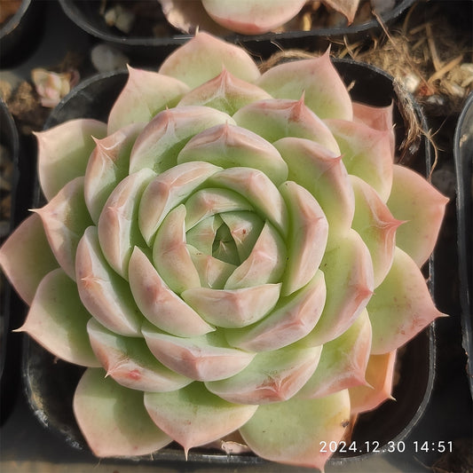 XQ513 ワイト　フォックス　ジェニー （7cm pot）