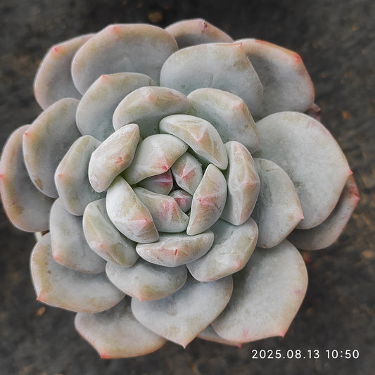LB027 オレンジモンロー（5cm pot）