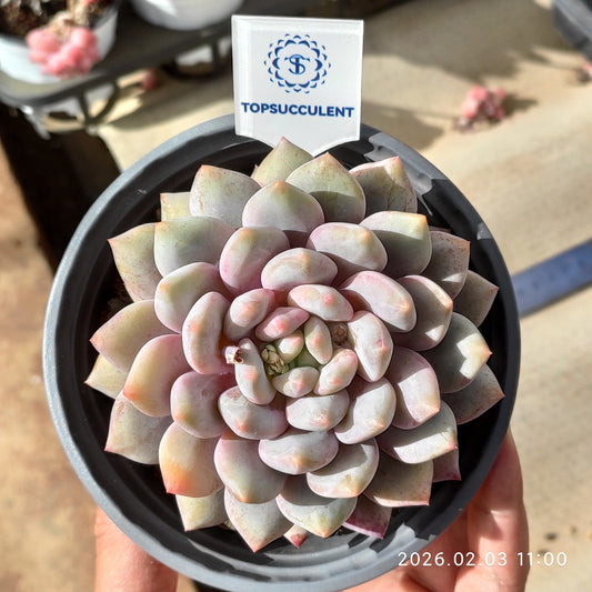 25598 ハーフ サマー