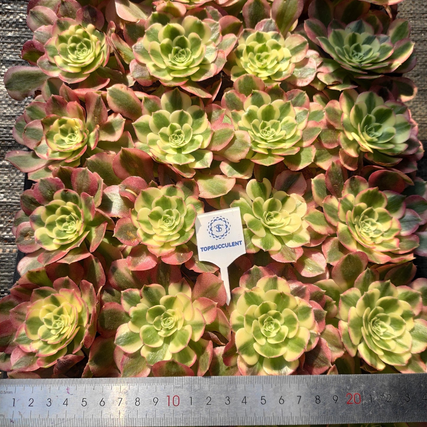 24621 フェース　パウダー