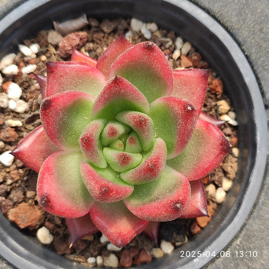 WWA342 フランク （9cm pot）