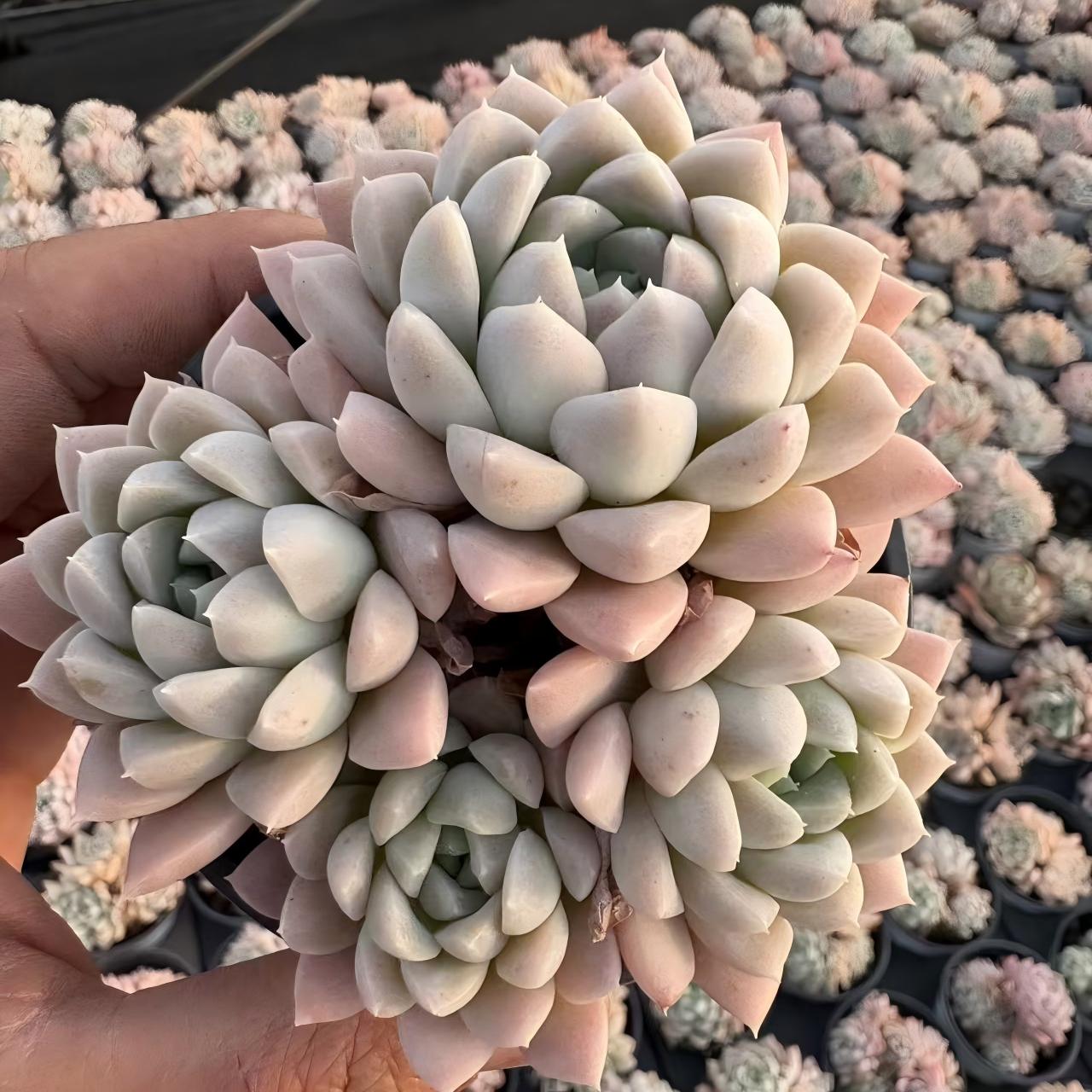 17491 クリームビューティー