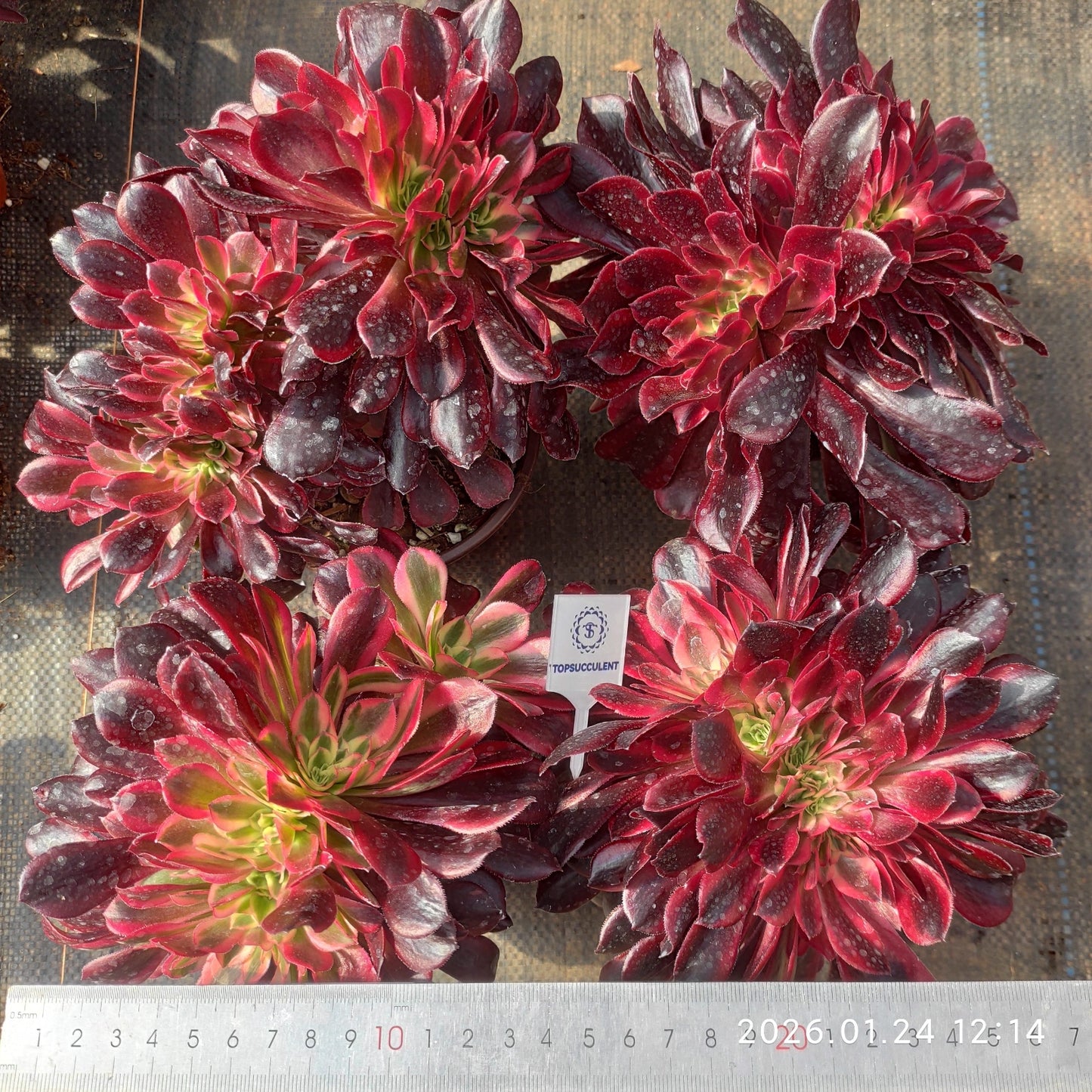 21673 メドゥーサー綴化