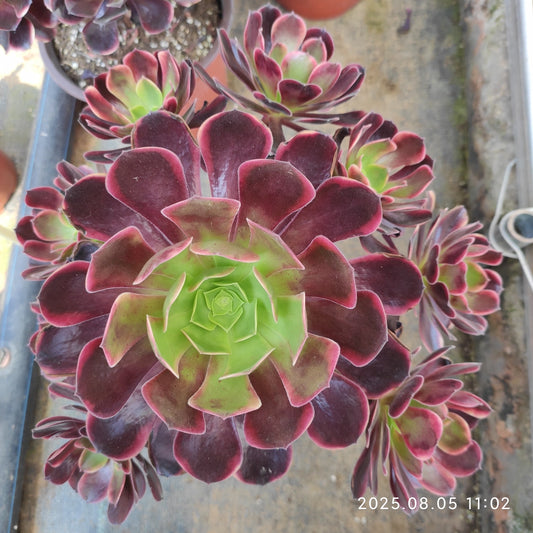 GDX007 オキャリー（18cm pot）