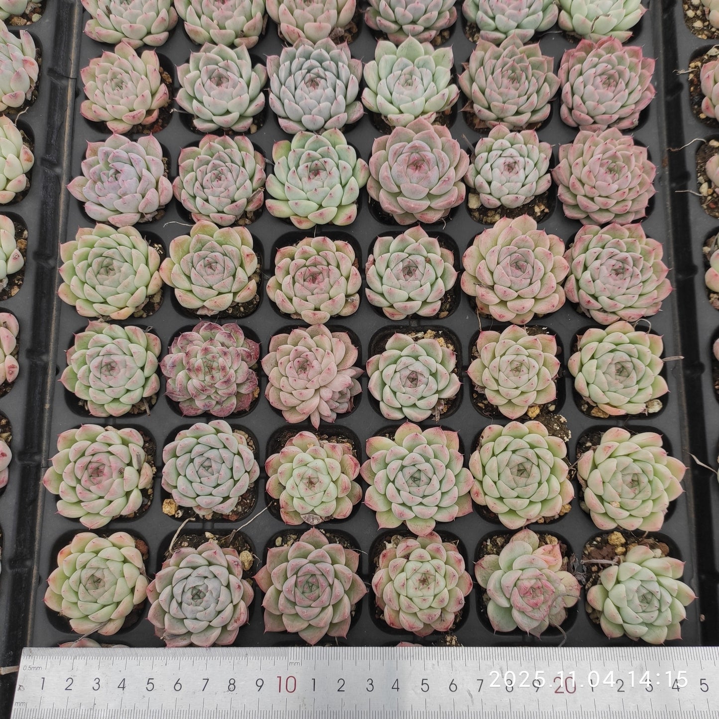 22294  パーカーHyb（3cm pot）（ポット苗）