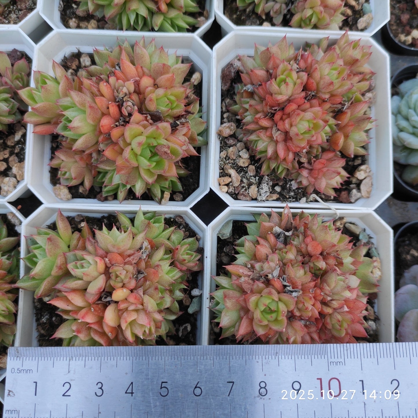 21780 レッド　ワイン　ピーチ（7cm pot）