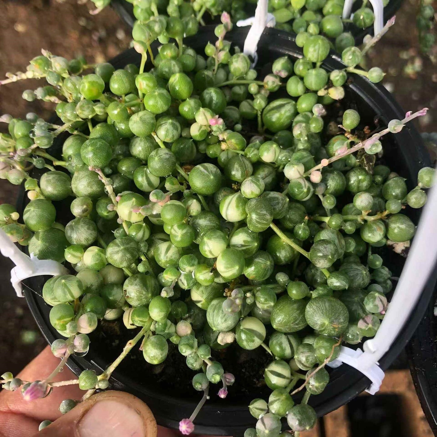 24455 緑の鈴 セネシオ錦